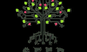 Seed – Ayoub Habcy